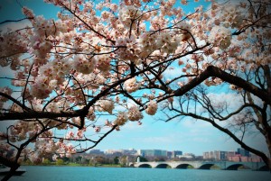 Cherry Blossoms and DC bridge photo